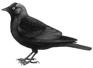 Zwarte vogels Kunt u met behulp van de afbeeldingen en enkele