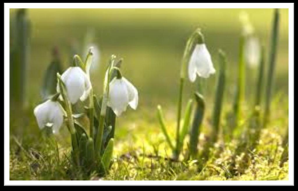 Nieuwsbrief ZonneZieltjes & Zon voor de Ziel Voorjaar 2018 Spring Flowers in the Light of Sun Hallo volgers, vrienden en cliënten.