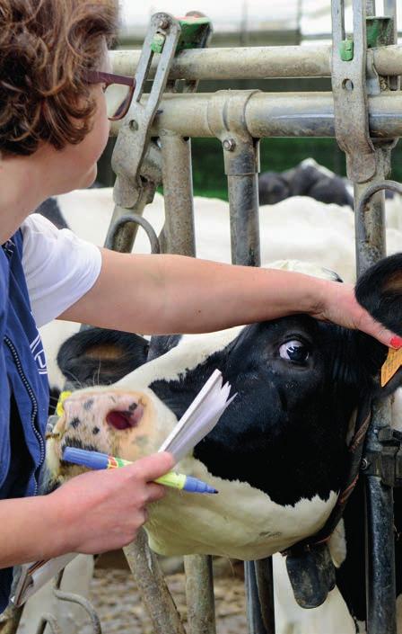 CHARISSA HARDENBERG OVER STIERADVIESPROGRAMMA SAP: STEEDS MEER VRAAG NAAR GEZONDE EN EFFICIËNTE KOE Veehouders die het paren van hun koeien overlaten aan het stieradviesprogramma SAP, kiezen steeds