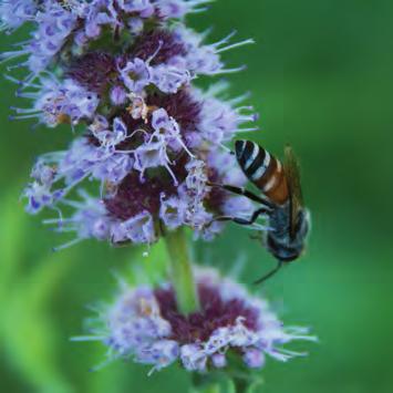 Omdat je niet een heel jaar aantrekkelijke planten in een tuin kunt hebben. D. Omdat sommige planten maar tijdelijk mooi zijn. 1.