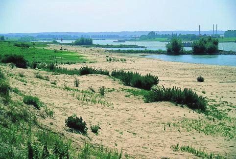 6.1 Ontwikkelen stroomdalgrasland De oeverwallen in de dynamische bocht van de IJssel zijn qua hoogteligging, bodemopbouw (arm aan lutum) en morfologie geschikt voor stroomdalgrasland.