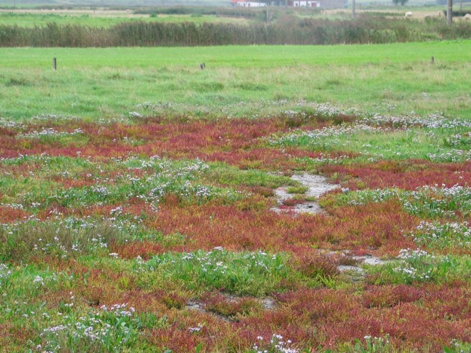 SBZ-gebied in stroomgebied van Blankenbergse vaart IHD-doelstellingen: herstel van zilte vegetaties Vraag natuur: hogere
