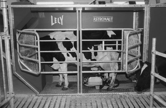 Hoe had het eruit gezien bij 80 koeien? Hiervoor is de productie per dier berekend gecorrigeerd voor de vetreferentie van de Waiboerhoeve (4,33 %).