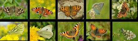 bestuivers en bladluisbestrijders Dagvlinders o 71 soorten in Nederland o 32% bedreigd o Voedsel: nectar, rupsen op diverse