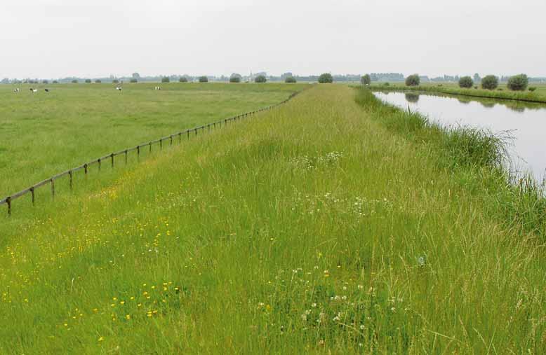 De burger wil best betalen voor veenweidenatuur Huidige situatie: tamelijk eenvormige weinig soortenrijke polder.