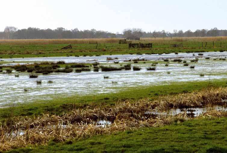 We kunnen technisch gezien veel natuur herstellen, ook in het veenweidegebied. Dat gaat dan wel ten kosten van de landbouw die minder of zelfs helemaal geen productie meer kan maken in moerasnatuur.