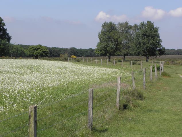 Die daling geldt overigens ook voor het Hooibeestje, het