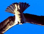 De Visarend als broedvogel in de volgende SOVON Atlas van