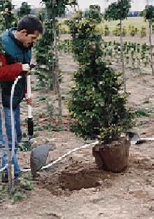 Gebruik een minigraver om planten met een kleine kluit te rooien.