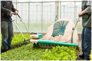 HANDMATIG SNOEIEN In de boomteelt wordt soms veel snoeiwerk verricht met snoeimessen en -scharen, heggenscharen, bosmaaiers of specifieke snoeiers als bijvoorbeeld de supercut.