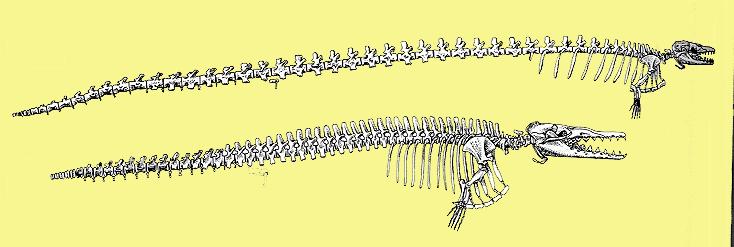 Fossiele walvissen (Archaeoceti)