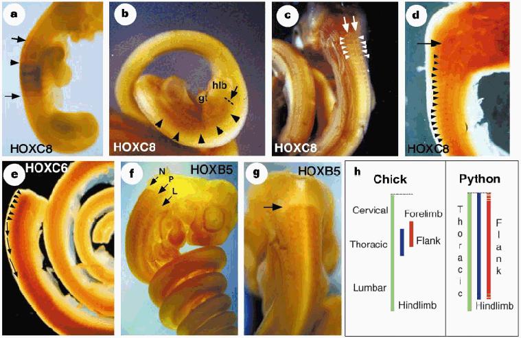Cohn & Tickle (1999): python embryo s Whole mount kleuring met