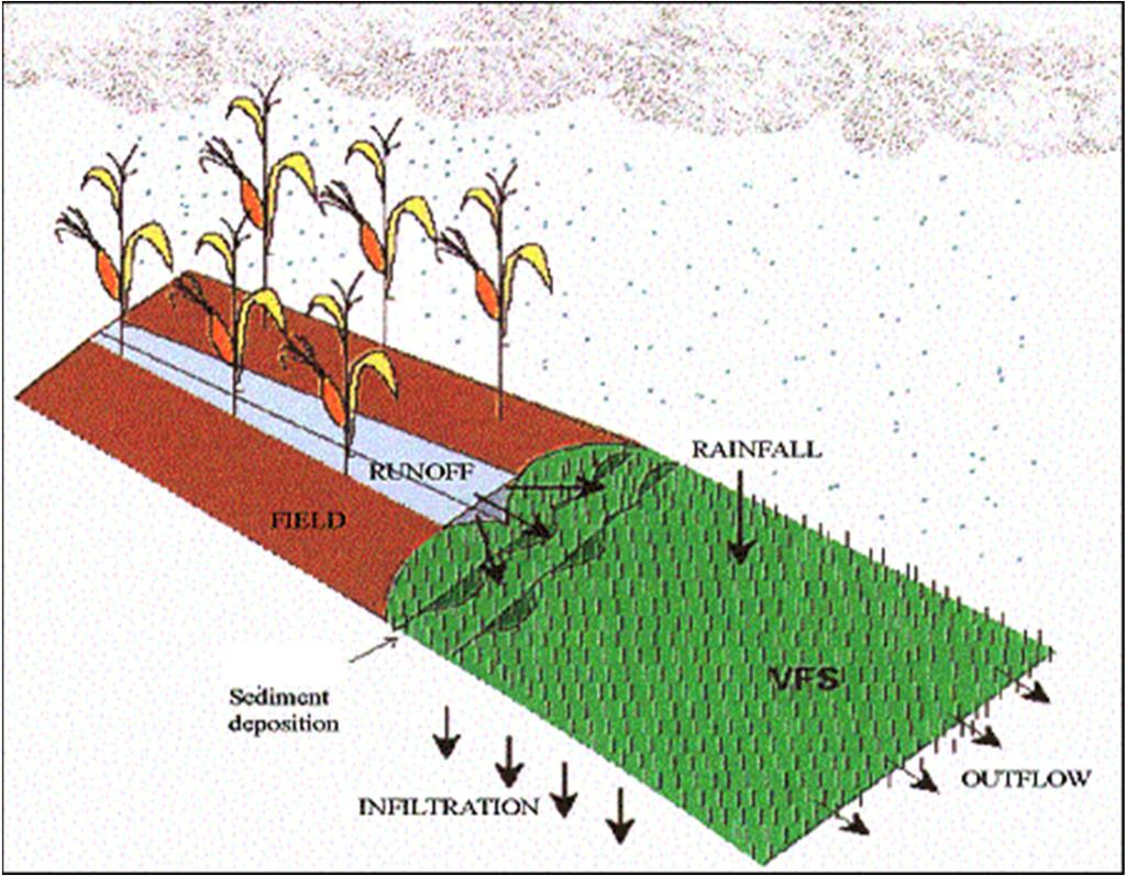 Grasstroken Sediment en nutriënten (P) worden gecapteerd in de grasstrook Vermindering van erosie Verbetering waterkwaliteit Opname van nutriënten (N,P) en denitrificatie (N) Verbetering