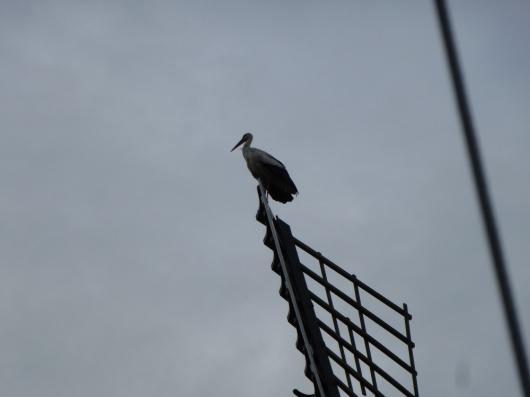 15 uur aanleggen bij molen de Rietvink, de molen van Rolf en Lia. Hier wordt de mast weer overeind gezet, weer wat klussen en daarna een heerlijke maaltijd macaroni a la Nico.