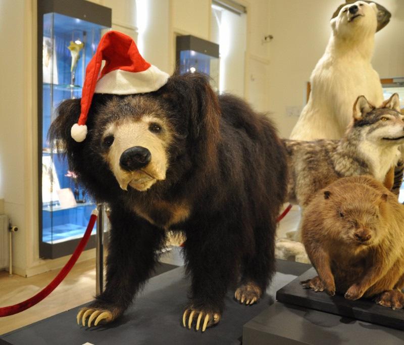 Kerstactiviteit Tijdens de kerstvakantie vieren ook onze dieren kerst. Toch? Stap in het verhaal van onze wolf Huma die graag ook een keer kerstfeest wilt vieren.