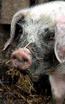 De compostering wordt gestimuleerd door varkens en kippen de bodem