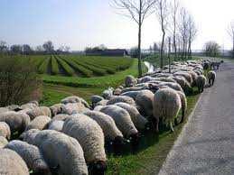 Begrazing Traditionele continue beweiding met schapen leidt tot het onvoldoende afvoeren van voedingsstoffen Drukbegrazing (korte tijd met veel schapen een deel van de dijk begrazen) kan helpen gras