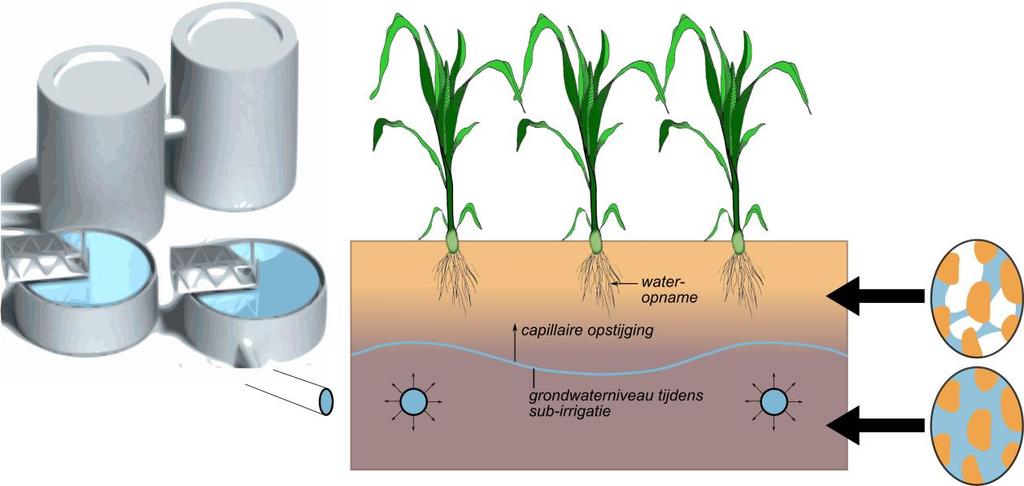 Afbeelding 1. Subirrigatie via drains met continue wateraanvoer, waarmee de grondwaterstand en het bodemvochtregime actief beïnvloed kunnen worden.