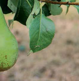 ), p die via accidentiële wonden de vruchten binnendringen. Bij peren is het overgrote deel van het vruchtrot te wijten aan Botrytis cinerea. Op appels zijn vooral Neofabraea spp.