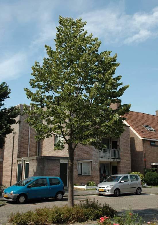 (+) Tilia tomentosa Doornik Alphen ad Rijn, 2009, 9 jr. na pl.