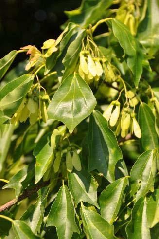 Kleine boom veel groei brede kroon geen doorg.