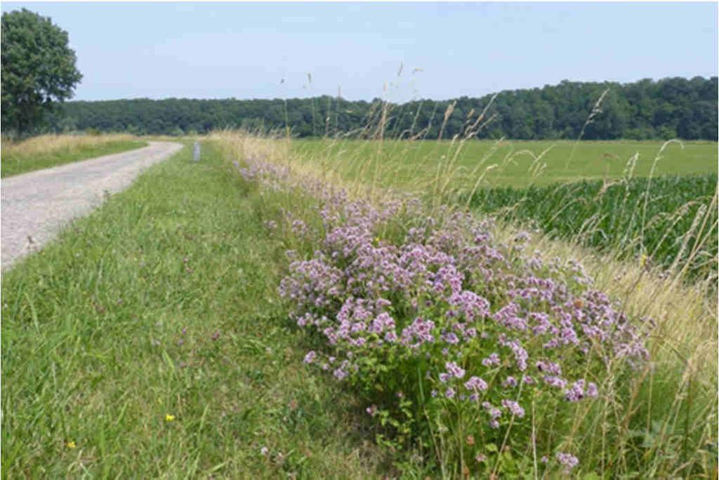 Vereisten voor een goede typering Ecologisch functioneren van bermen Landschapsecologische kenmerken habitat-, relict-