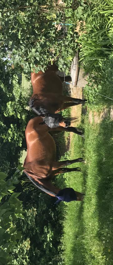 Waarom? In de cursus paardenkracht voor kinderen besteden wij aandacht aan thema s die op dat moment een probleem vormen voor het kind.