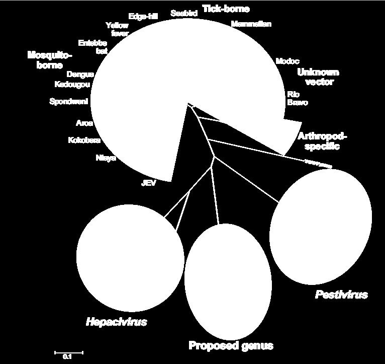 Flaviviridae POWV TBEV Mogelijk grootste Familie onder