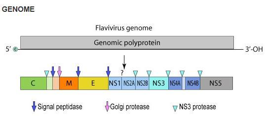 ssrna(+) virus