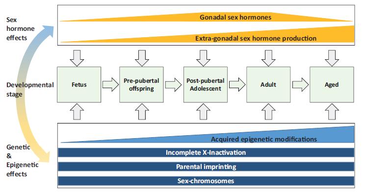 Mechanisms contributing to sex differences