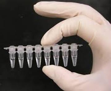 Polymerase Chain Reaction (PCR) Voor deze methode is nodig: het stukje DNA dat gekopieerd (geamplificeerd) moet worden; Mastermix Het enzym Taq