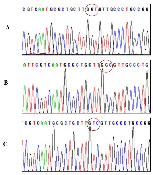 DNA Sequencen Toepassing DNA sequencen Voor deze methode is nodig DNA fragmenten (in veelvoud door PCR of door kloneren in bacteriën) Mastermix DNA sequencen Wat is sequencen?