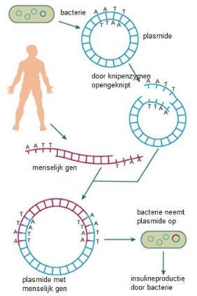 Recombinante DNA technologie De recombinant-dna-techniek verloopt als volgt (uitgebeeld bij het menselijke gen dat voor insuline codeert): 1.