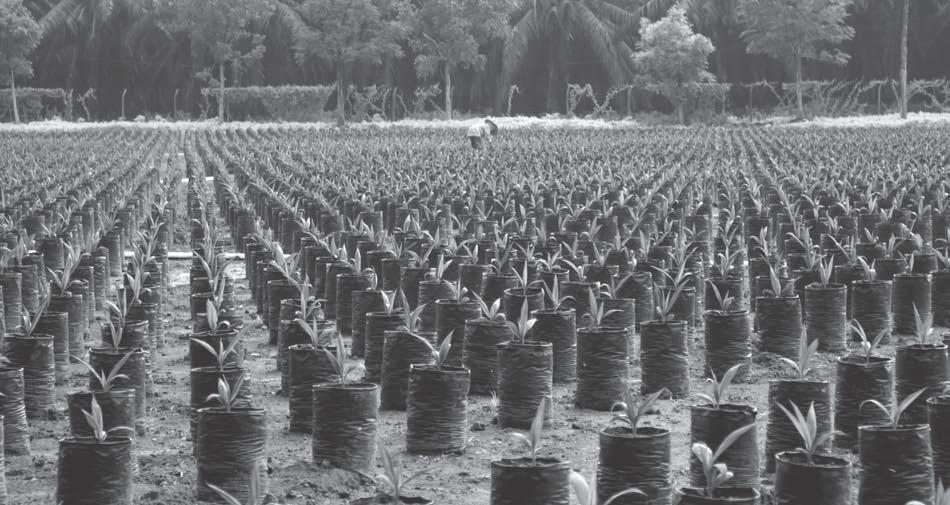 Energy & Resources Bij plantageonderneming Sipef leidden ongunstige klimatologische omstandigheden in Indonesië en Papoea-Nieuw-Guinea tot lager dan verwachte producties van palmolie en rubber.