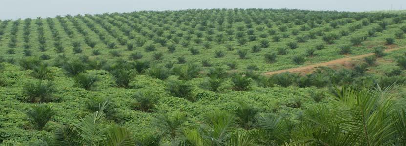 In totaal zal dit tegen het jaareinde 3.000 ha bedragen, waarvan de eerste vruchten zullen worden geleverd. In Zuid-Sumatra beschikt Sipef thans over licenties voor 24.311 bijkomende ha.