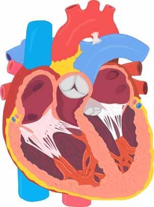 Hoe zien de hartkleppen eruit? De hartkleppen zien er niet alle vier hetzelfde uit. De manier waarop zij openen en sluiten is ook verschillend.