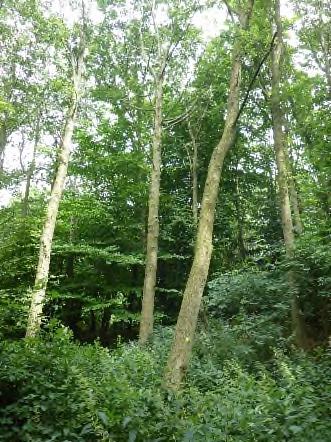 van verdichting is dat gras slecht wil groeien (figuur 14), de conditie van de bomen achteruit gaat en dat de bomen uiteindelijk kunnen afsterven.