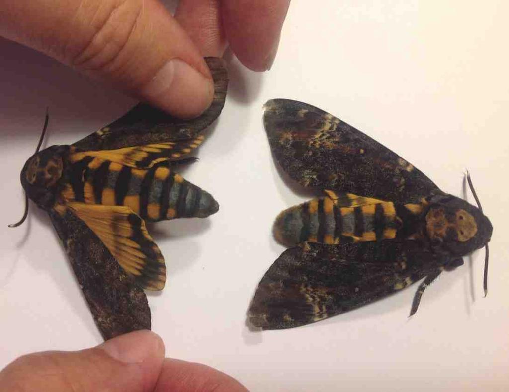 De vlinders gemeten van kop tot vleugelpunt zijn resp. 70mm en 72mm Geraadpleegde literatuur: Eis, R.