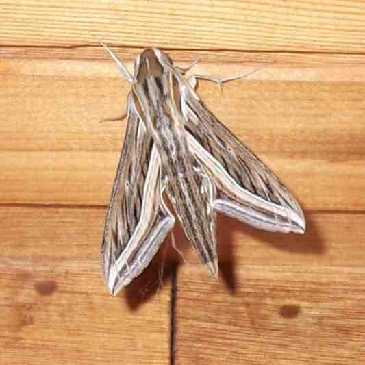 Daarin werden bekende vlinders genoemd als Kolibrievlinder, Agaatvlinder, Meidoornuil, Geelbruine herfstuil, Maansikkeluil, Gamma-uil, Wilgengouduil, Hopsnuituil en Papegaaitje.