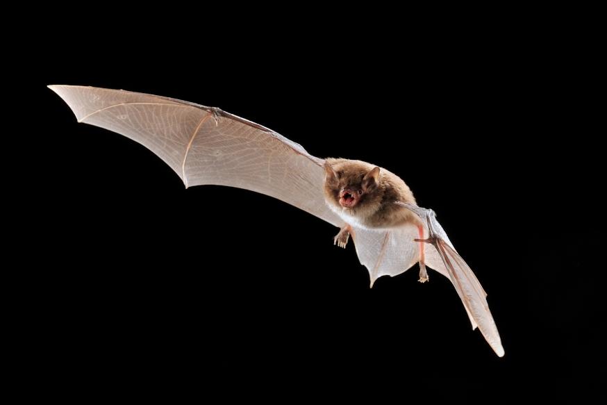 Vleermuizen in Brussel Monitoring van vleermuizenpopulaties in Natura2000 gebieden Wie op een heldere avond op balkon of in de tuin zit in Brussel maakt een redelijke kans om tegen de avondhemel een