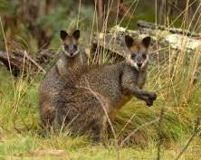 De kleine soorten kangoeroes worden wallaby s genoemd.