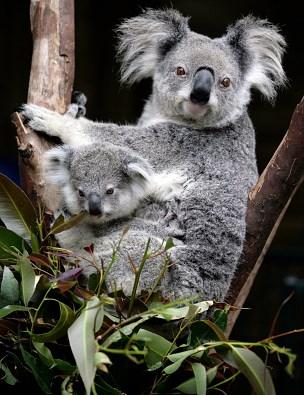 Het dier is dan bezig met het eten van de bladeren van de eucalyptusboom ().