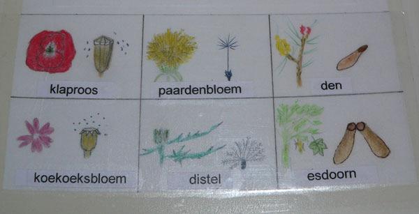 Er zijn 6 zaden in het spel, maar op iedere bloemenkaart staan slechts 5 bloemen.