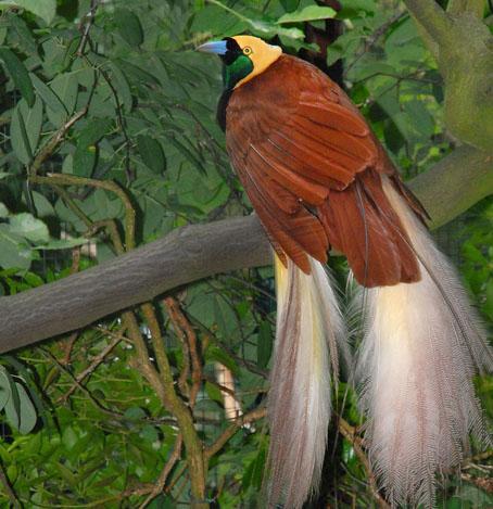 Het park heeft een brandnieuw onderkomen gebouwd voor de meest bijzondere vogels op onze planeet: de Paradijsvogels! Paradijsvogels zijn zangvogels die verwant zijn aan de Kraaien.