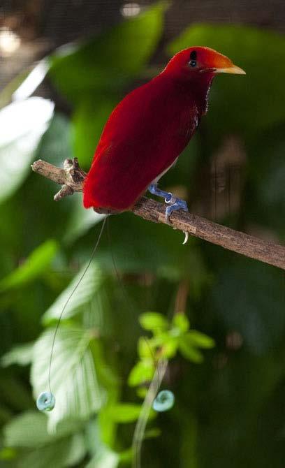 De uitzonderlijke veren van mannelijke paradijsvogels werden vaak gebruikt door stammen in Nieuw-Guinea, als decoratie voor hun kleding en bij rituelen.