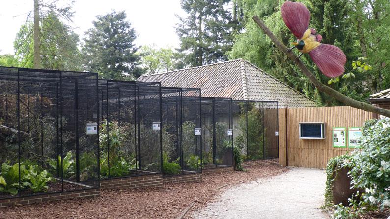 Op het ogenblik hebben we 4 soorten paradijsvogels in het park. De Koningsparadijsvogel en de Rode paradijsvogel broeden regelmatig.