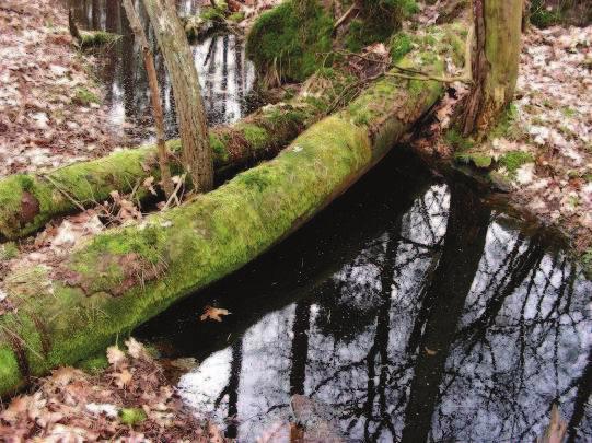 4. BESCHRIJVING VAN DE BIOTOPEN A - LOOFBOS De bossen in De Geelders zijn doorgaans nat tot zeer nat. Dit vanwege de slecht afwaterende lemige ondergrond.