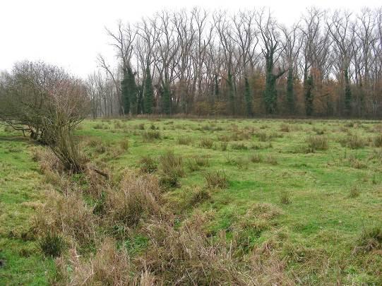 Foto: Weiland H - WEIDE Tussen de bospercelen liggen soms weilanden, die meestal niet veel soorten opleveren.