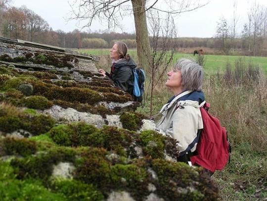 soort die we doorgaans op taluds van sloten vinden. Wel een specifieke steensoort die we hier vinden is Muurachterlichtmos. Een golfplaten dak van een schuur houdt ons geruime tijd bezig.