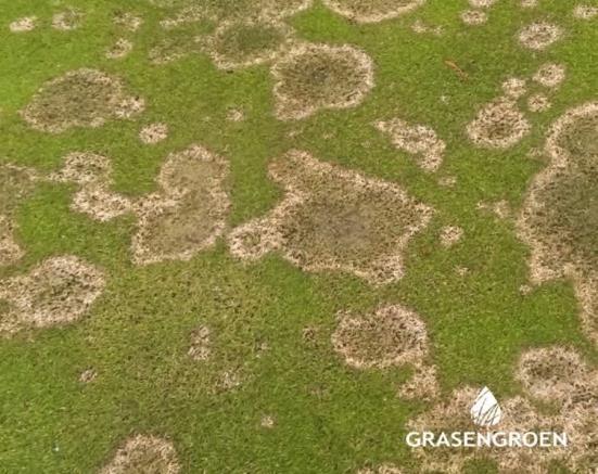 Microdochium nivale (sneeuwschimmel) De sneeuwschimmel staat ook bekend als: roze